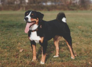 Appenzeller Sennenhund
