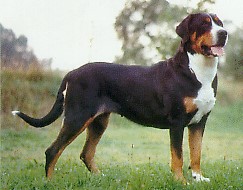 Gro&szlig;er Schweizer Sennenhund